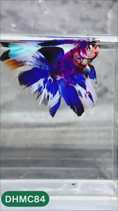 Multicolor Halfmoon Male Betta Fish | Order Directly From Farm | You Pick Fish