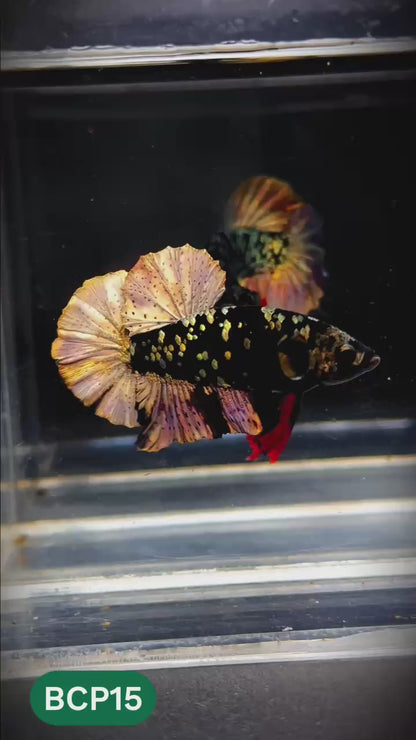 Black Panther Plakat Male Betta Fish | You Pick Fish | Rare Betta