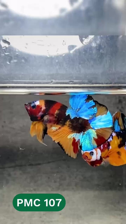 Multicolor Plakat Male Betta Fish |Show Grade|  You Pick Fish