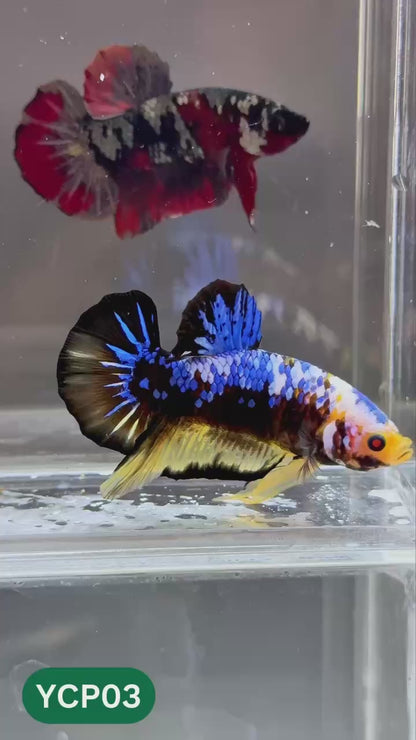 Koi Yellow Plakat Male Betta Fish | Show Grade | You Pick Fish