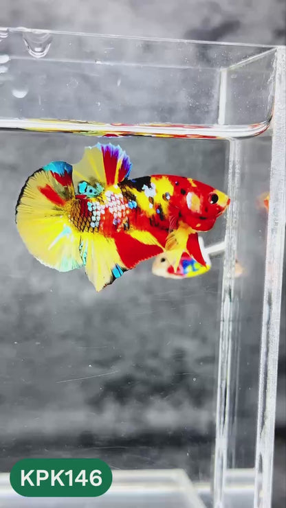 Multicolor Yellow Base Plakat Male Betta Fish | Order Directly From Farm |  You Pick Fish