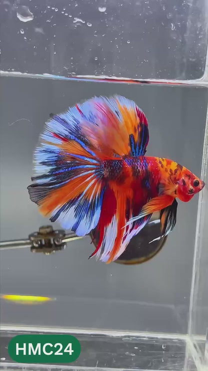 Multicolor Halfmoon Male Betta Fish | High Grade | Order Directly From Farm |  You Pick Fish |