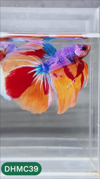 Multicolor Halfmoon Male Betta Fish | Order Directly From Farm | You Pick Fish