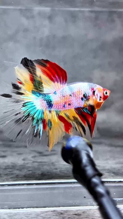 Multicolor Halfmoon Male Betta Fish | High Grade | Order Directly From Farm |  You Pick Fish |