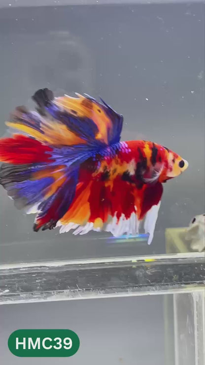 Multicolor Halfmoon Male Betta Fish | High Grade | Order Directly From Farm |  You Pick Fish |