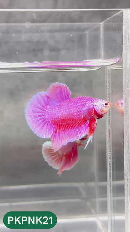 Pink Plakat Male Betta Fish | You Pick Fish | Rare Color