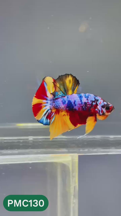 Multicolor Plakat Male Betta Fish |Show Grade|  You Pick Fish