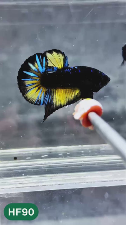 Dark Flame Hellfire Plakat Male Betta Fish | You Pick Fish | Exotic Betta