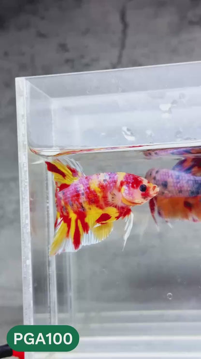 King Giant Plakat Male Betta Fish | You Pick Fish | High Grade