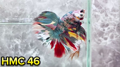 Multicolor Halfmoon Male Betta Fish | High Grade | Order Directly From Farm|  You Pick Fish |