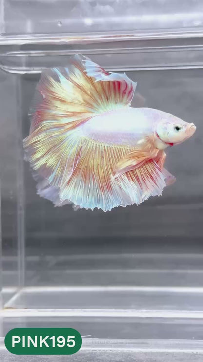 Pink Halfmoon Male Betta Fish | You Pick Fish | Order Directly From Farm