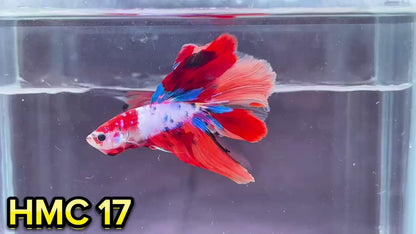 Multicolor Halfmoon Male Betta Fish | High Grade | Order Directly From Farm|  You Pick Fish |