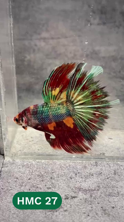 Multicolor Halfmoon Male Betta Fish | High Grade | Order Directly From Farm |  You Pick Fish |