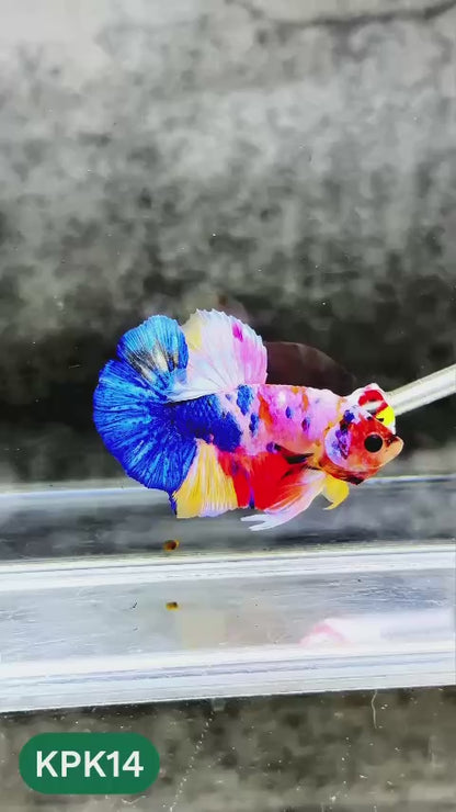Multicolor Plakat Male Betta Fish |Show Grade|  You Pick Fish