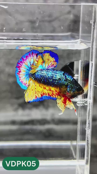 Vanda Plakat Male Betta Fish | You Pick Fish | Exotic Betta