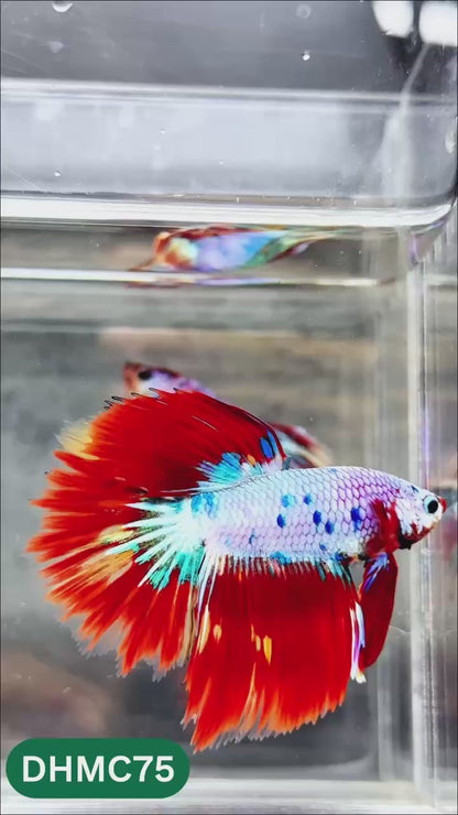 Multicolor Halfmoon Male Betta Fish | Order Directly From Farm | You Pick Fish
