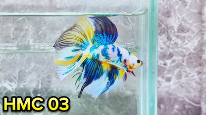 Multicolor Halfmoon Male Betta Fish | High Grade | Order Directly From Farm|  You Pick Fish |