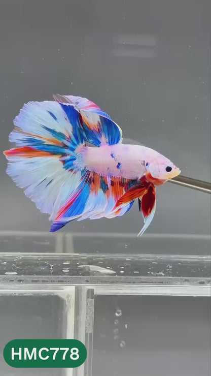 Nemo Halfmoon Male Betta Fish | Order Directly From Farm | You Pick Fish