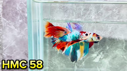 Multicolor Halfmoon Male Betta Fish | High Grade | Order Directly From Farm|  You Pick Fish |