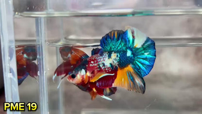 Metallic Plakat Betta Fish | You Pick Betta | Show Grade
