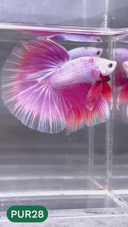 Purple Halfmoon Male Betta Fish | You Pick Fish | Order Directly From Farm