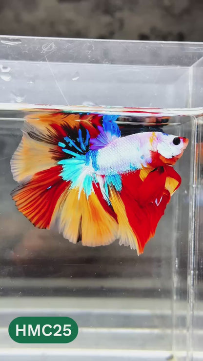 Nemo Halfmoon Male Betta Fish | Order Directly From Farm | You Pick Fish