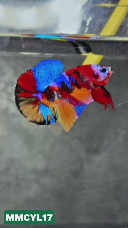 Multicolor Yellow Base Plakat Male Betta Fish | Order Directly From Farm|  You Pick Fish