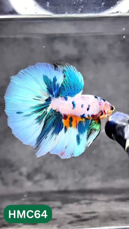 Multicolor Halfmoon Male Betta Fish | Order Directly From Farm | You Pick Fish