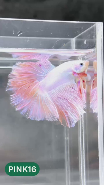Pink Halfmoon Male Betta Fish | You Pick Fish | Order Directly From Farm