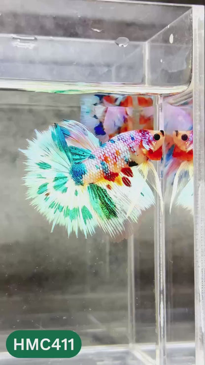 Multicolor Halfmoon Male Betta Fish | Order Directly From Farm | You Pick Fish