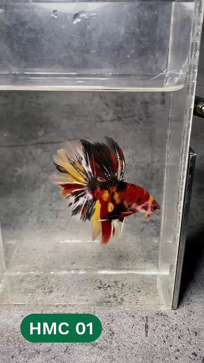 Multicolor Halfmoon Male Betta Fish | High Grade | Order Directly From Farm |  You Pick Fish |