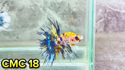 Crowntail Multicolor Male Betta Fish | High Grade | You Pick Fish |