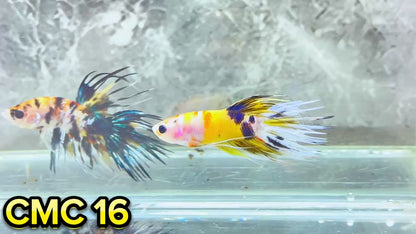 Crowntail Multicolor Male Betta Fish | High Grade | You Pick Fish |