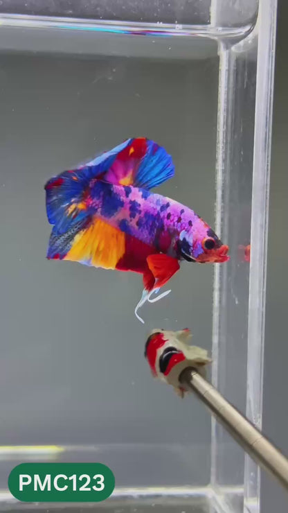 Multicolor Plakat Male Betta Fish |Show Grade|  You Pick Fish