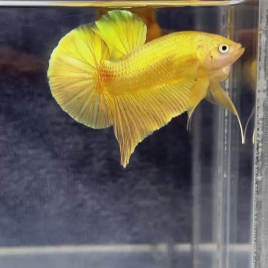 Super Gold Plakat Male Betta Fish