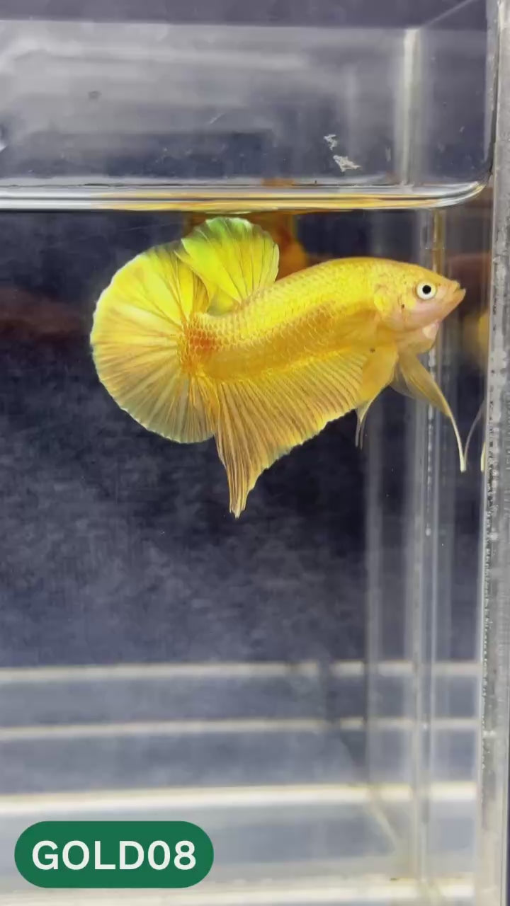 Super Gold Plakat Male Betta Fish