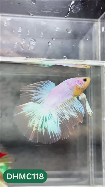 Multicolor Halfmoon Male Betta Fish | Order Directly From Farm | You Pick Fish