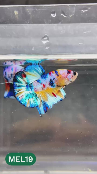 Metallic Plakat Betta Fish | You Pick Betta | Show Grade
