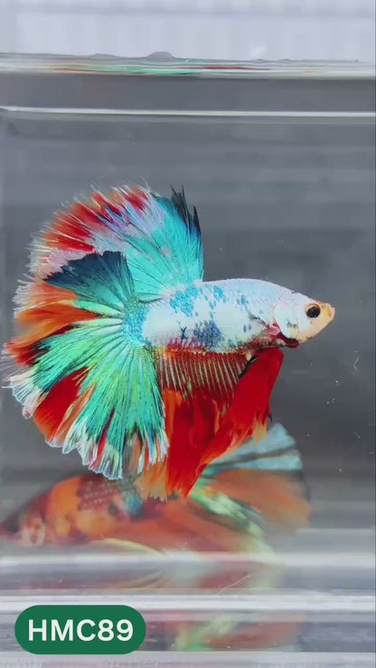 Multicolor Halfmoon Male Betta Fish | Order Directly From Farm | You Pick Fish