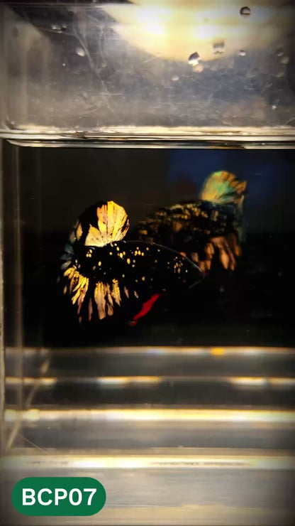 Black Panther Plakat Male Betta Fish | You Pick Fish | Rare Betta