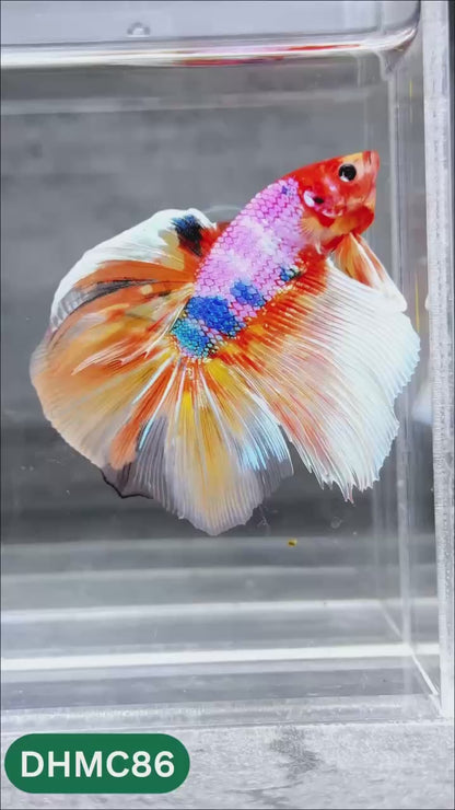 Multicolor Halfmoon Male Betta Fish | Order Directly From Farm | You Pick Fish