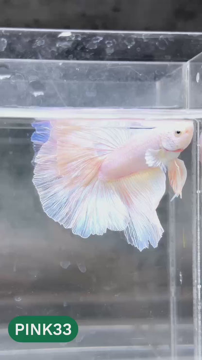 Pink Halfmoon Male Betta Fish | You Pick Fish | Order Directly From Farm