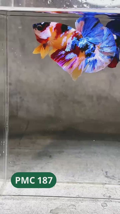 Multicolor Plakat Male Betta Fish |Show Grade|  You Pick Fish