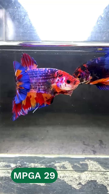 King Giant Plakat Male Betta Fish | You Pick Fish | High Grade