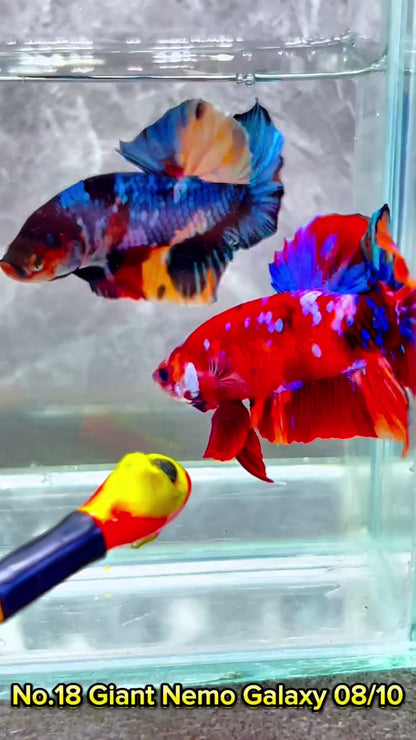 King Giant Plakat Male Betta Fish | You Pick Fish | High Grade