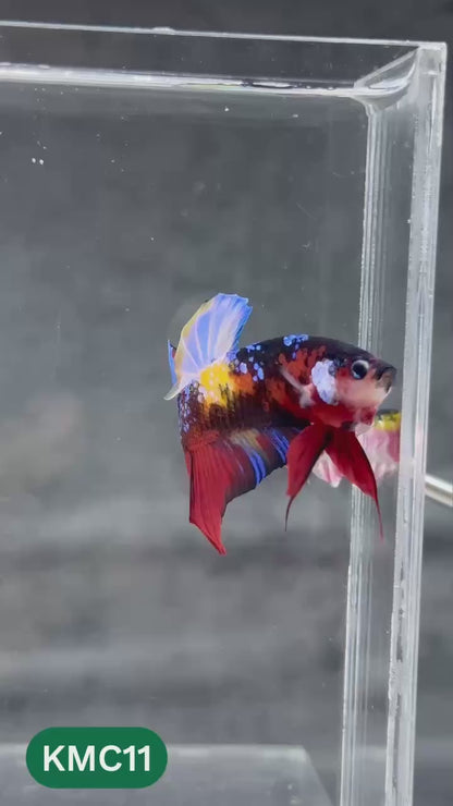 Multicolor Yellow Base Plakat Male Betta Fish | Order Directly From Farm |  You Pick Fish