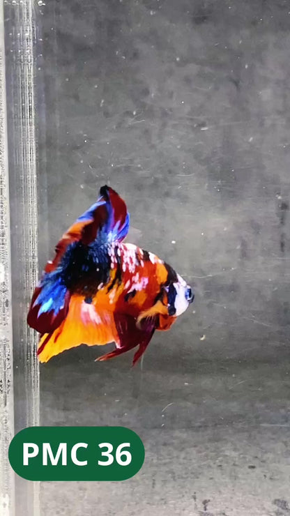 Multicolor Plakat Male Betta Fish |Show Grade|  You Pick Fish