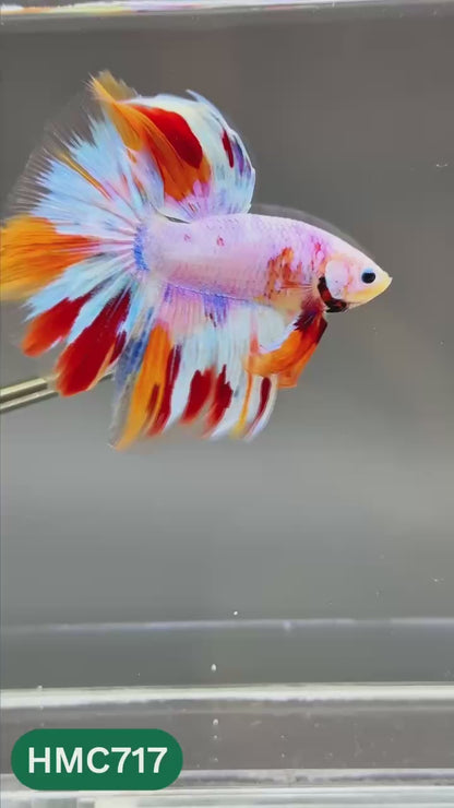 Multicolor Halfmoon Male Betta Fish | High Grade | Order Directly From Farm |  You Pick Fish |