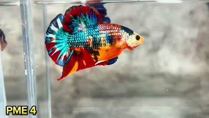 Metallic Plakat Betta Fish | You Pick Betta | Show Grade