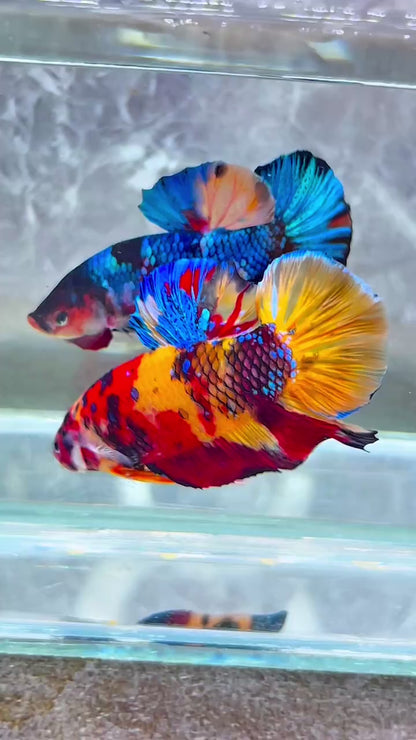 King Giant Plakat Male Betta Fish | You Pick Fish | High Grade